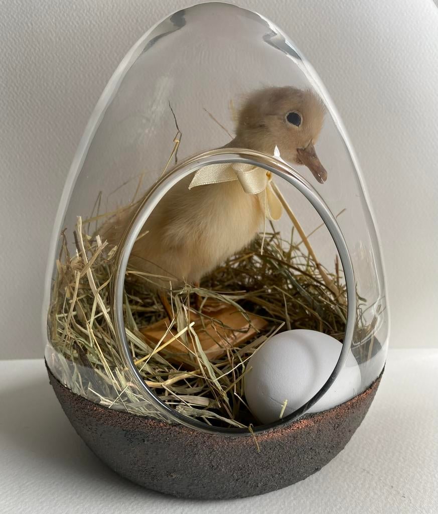 Echt opgezet eendje in glazen stolp, leuke woondecoratie, Ophalen of Verzenden, Zo goed als nieuw, Vogel, Opgezet dier