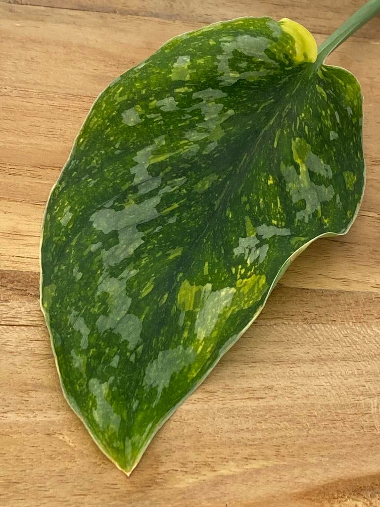 Scindapsus Baticon Variegata Stek #2, Ophalen of Verzenden, Halfschaduw, Minder dan 100 cm