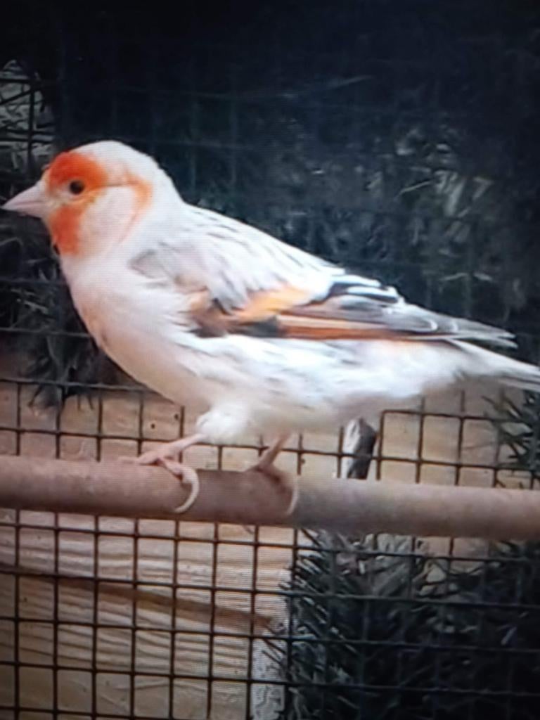Gevraagt bastaarden kanaries gevraagt, Dieren en Toebehoren, Meerdere dieren, Kleurkanarie