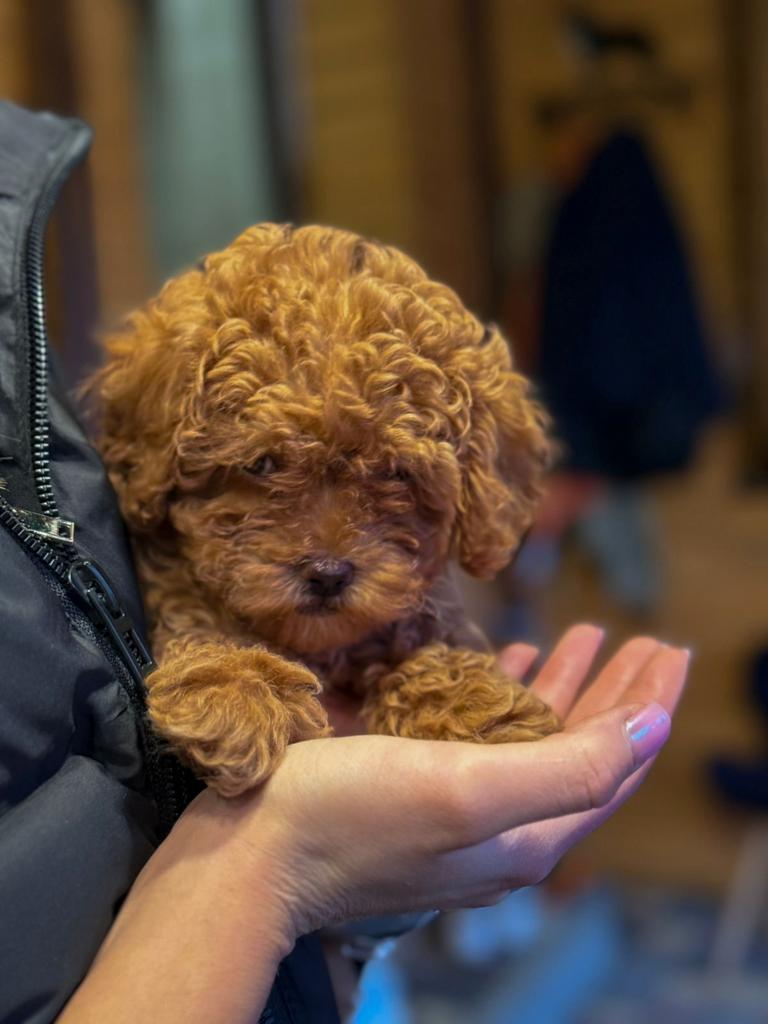Toypoedel pupje, Poedel, Particulier, 8 tot 15 weken, Buitenland