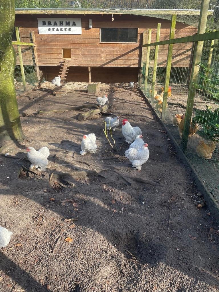 Cochin krielkippen, Dieren en Toebehoren, Pluimvee, Vrouwelijk, Kip