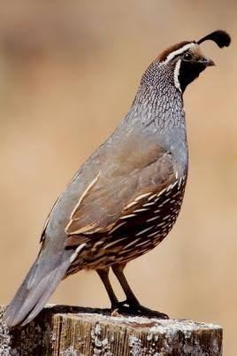 Carlefornische kuifkwartel haan 2025, Dieren en Toebehoren, Mannelijk, Tropenvogel