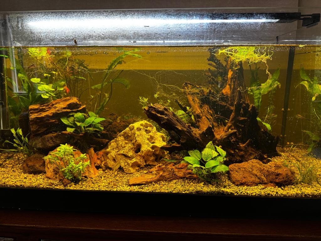 aquarium, Dieren en Toebehoren, Ophalen, Zo goed als nieuw, Leeg aquarium