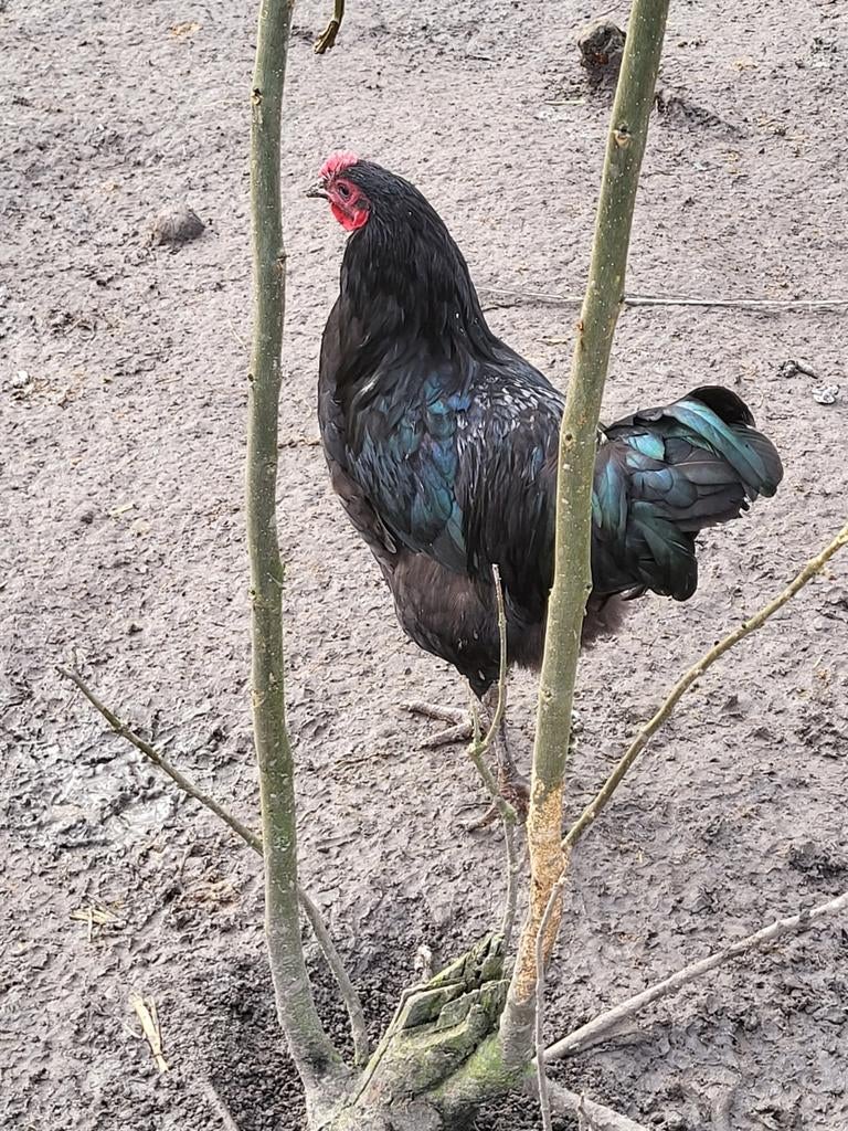 Jonge new jersey giant hanen, Dieren en Toebehoren, Pluimvee, Mannelijk, Kip