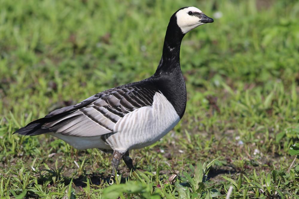 Broedeieren brandgans, Dieren en Toebehoren, Ophalen, Nieuw, Overige typen