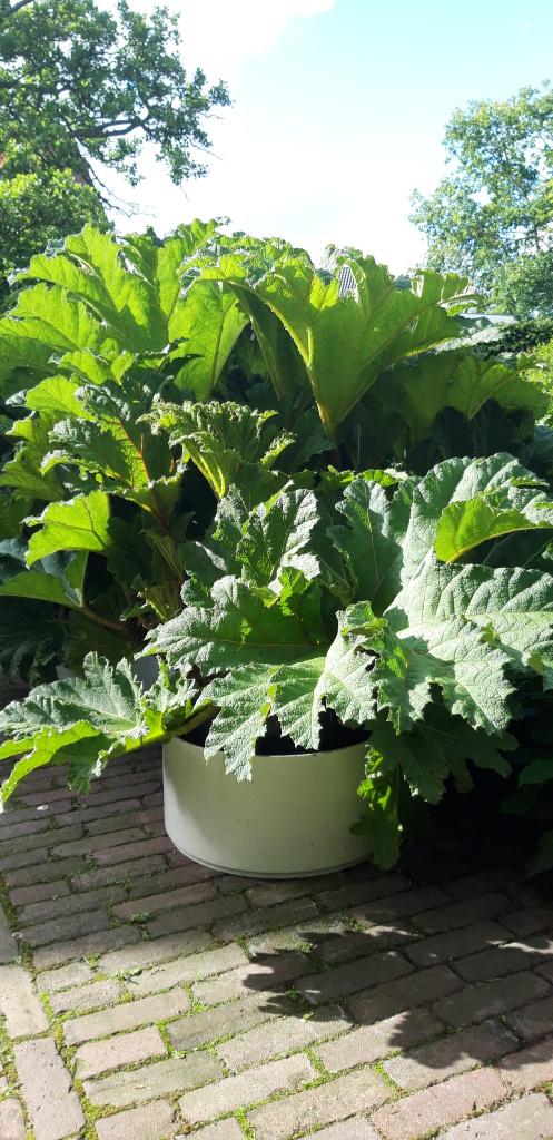 Gunnera   Reuzenrabarber    { mammoetblad }, Vaste plant, Bloeit niet, Halfschaduw, Ophalen