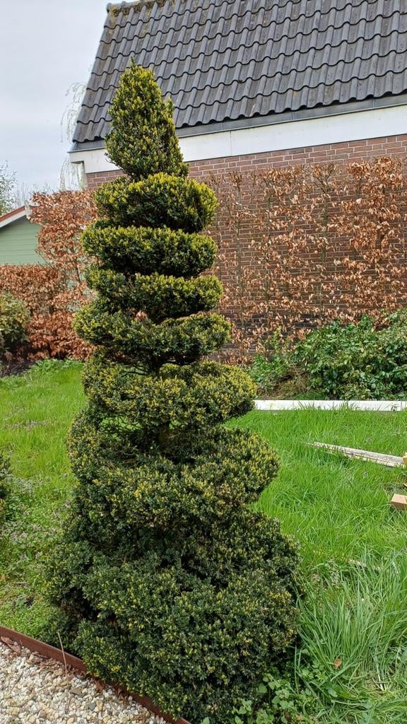3 grote spiraal buxus (topiary), Tuin en Terras, Planten | Bomen, Overige soorten, 100 tot 250 cm, Bloeit niet, Ophalen