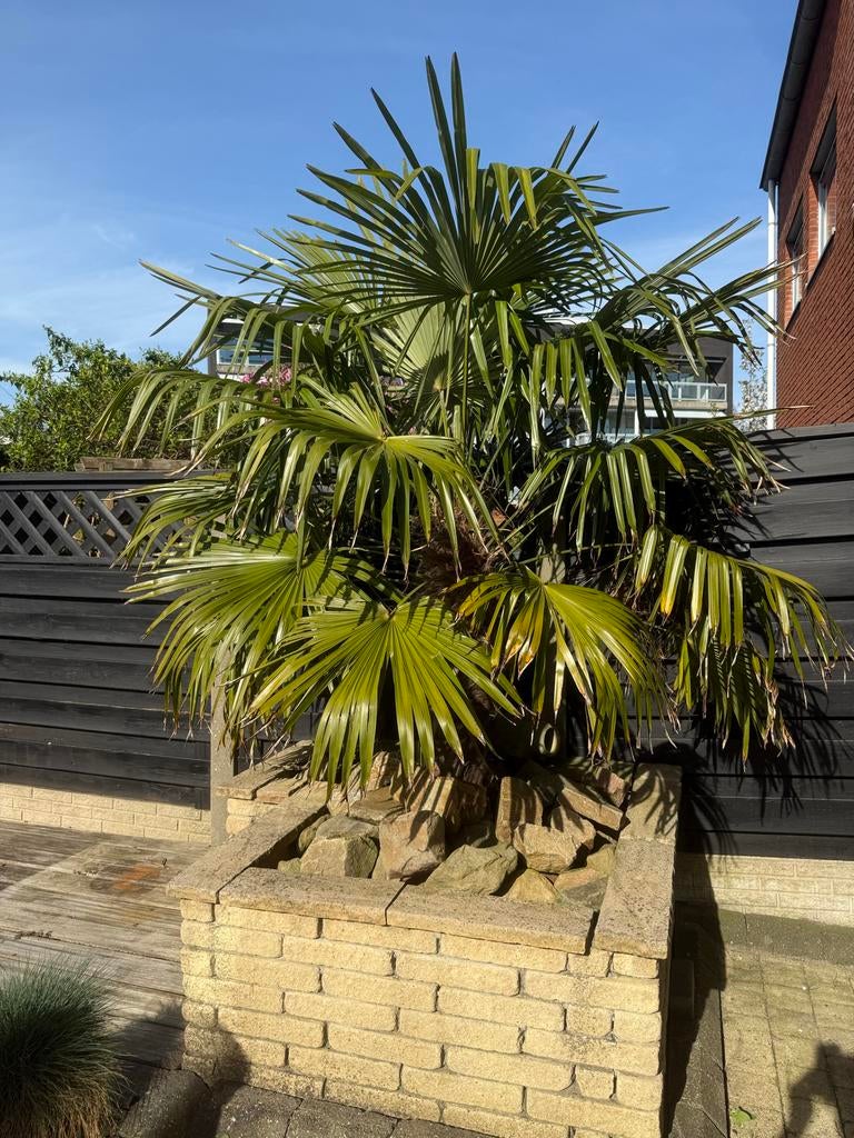 Palmboom, Volle zon, Vaste plant, Bloeit niet, Ophalen