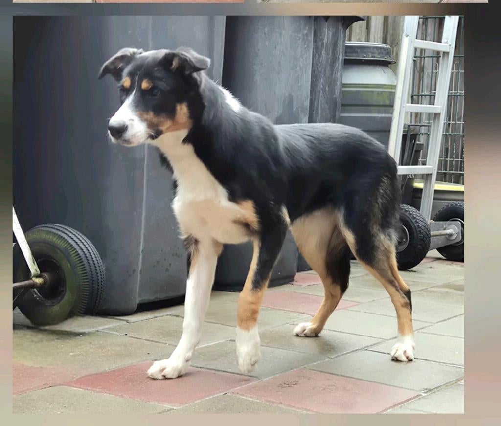 Prachtig jonge driekleur Border collie, Dieren en Toebehoren, 15 weken tot 1 jaar, Reu, CDV (hondenziekte), Collie