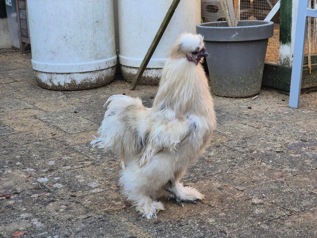 Usa zijdehoen hanen uit 2025, Dieren en Toebehoren, Pluimvee, Mannelijk, Kip