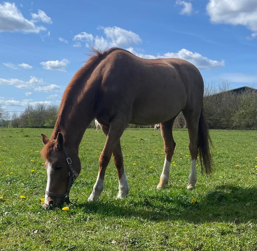 Welsh D pony te koop, Dieren en Toebehoren, Pony's, Merrie, D pony (1.37m tot 1.48m), Recreatiepony, 11 jaar of ouder