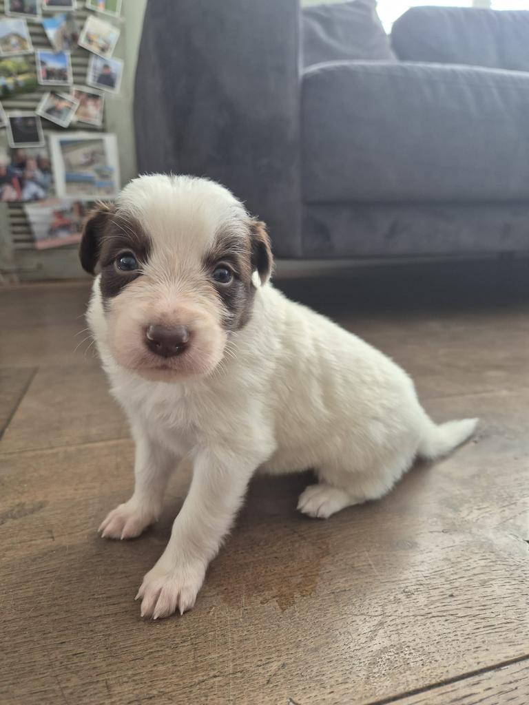Bordercollie pup teefje te koop aangeboden, Overige rassen, 8 tot 15 weken, Teef, Parvo