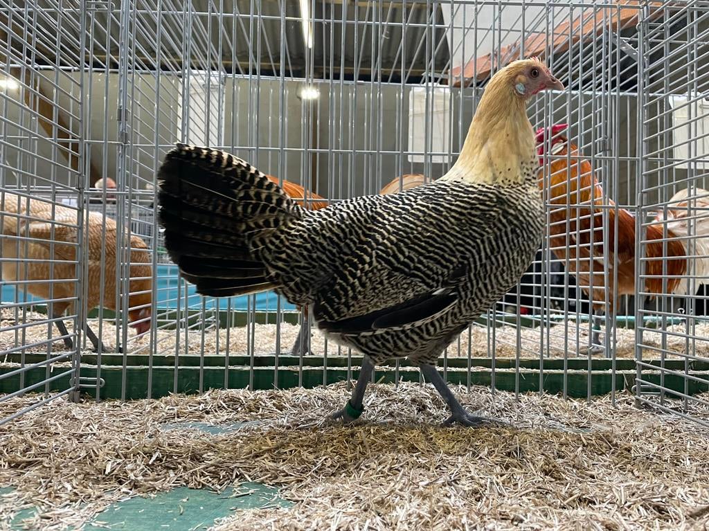 Hollanse Hoen Citroenpel, Dieren en Toebehoren, Pluimvee