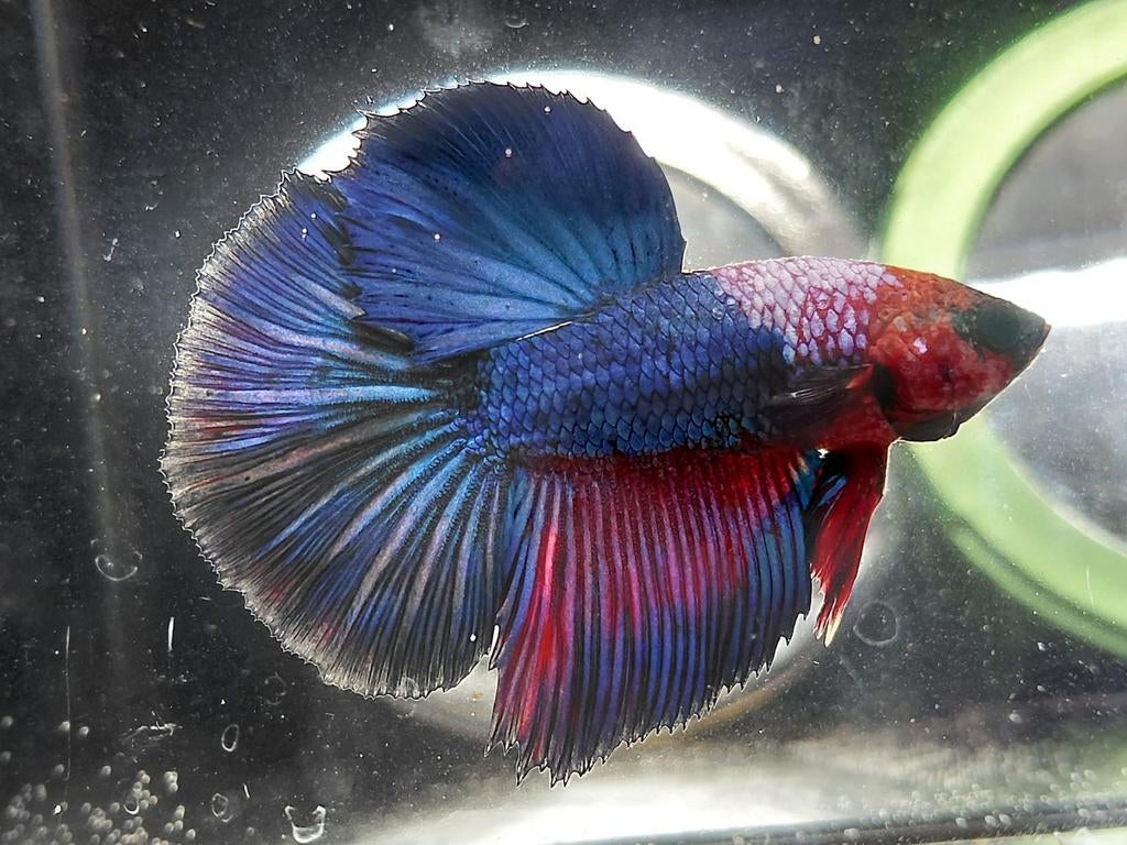 Halfmoon betta man