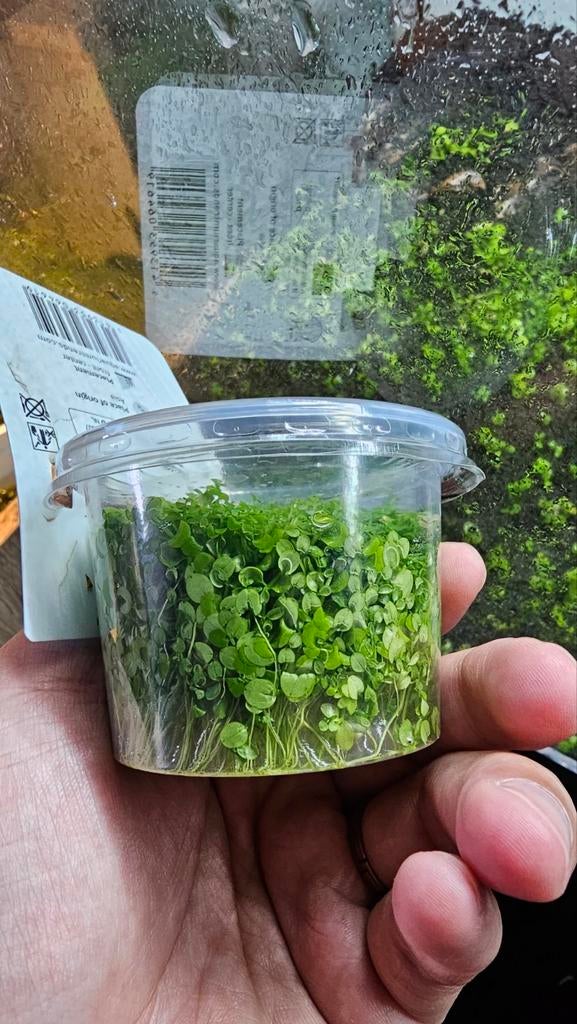 Monte carlo bodemplant nieuw, Dieren en Toebehoren, Vissen | Aquaria en Toebehoren, Ophalen of Verzenden, Nieuw, Plant(en), Steen of Hout