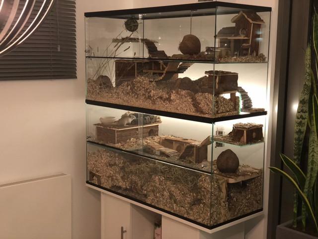Uitbreidingen voor terrarium en gerbilarium, Minder dan 60 cm, Overige typen, Nieuw, Ophalen of Verzenden