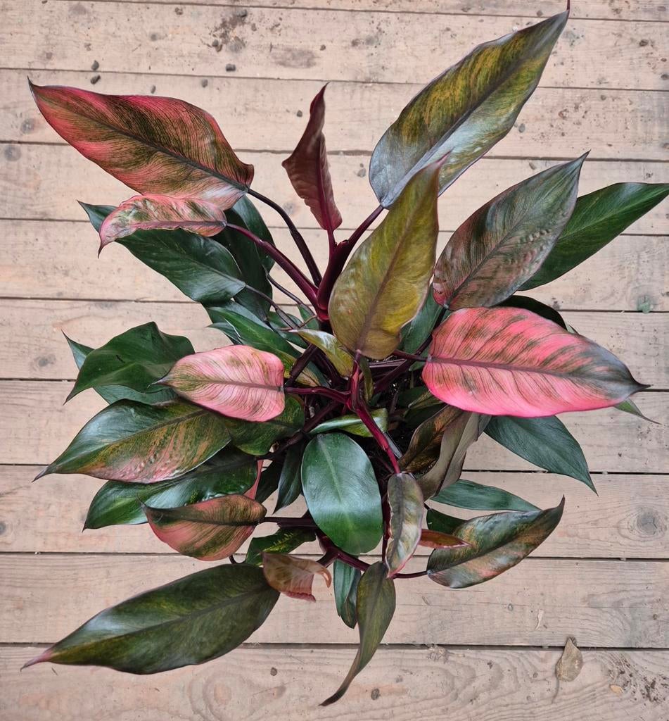 Philodendron Pink XXL p17 (2), Ophalen of Verzenden