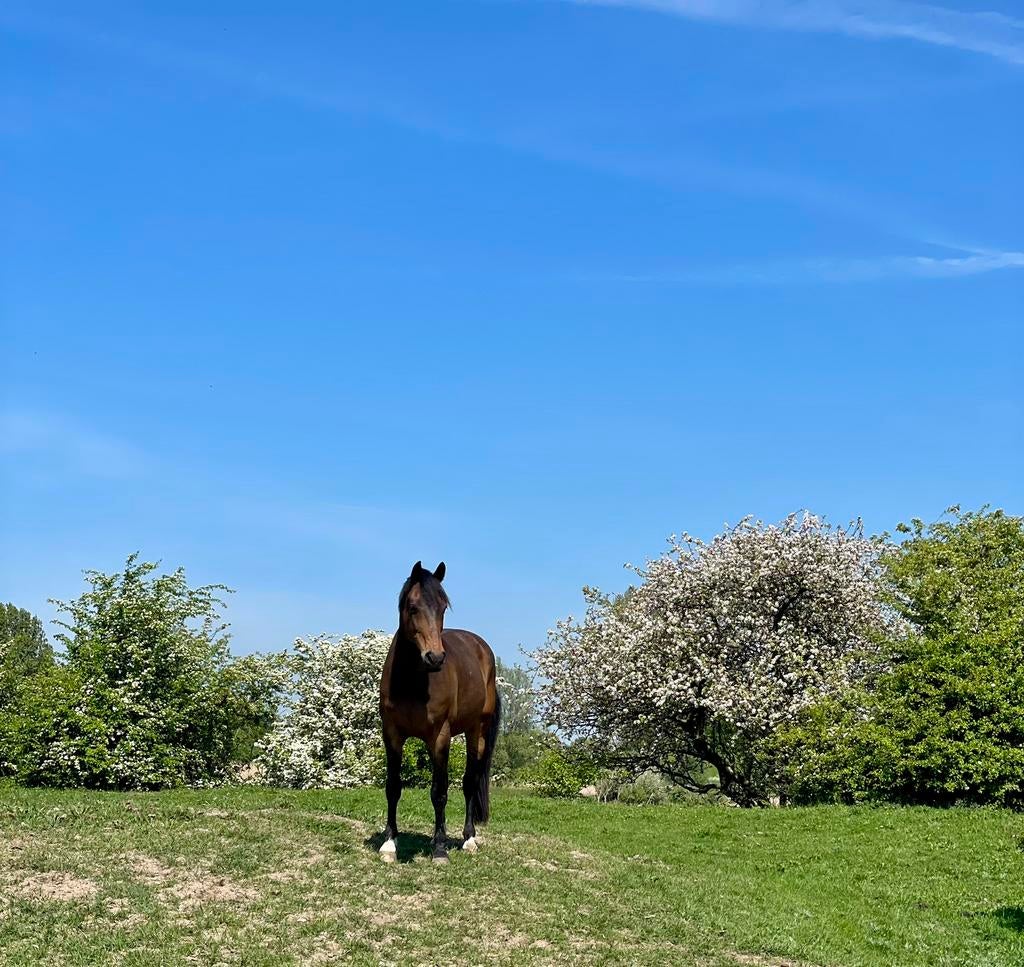 Verzorgster gezocht voor zomerperiode (of langer)