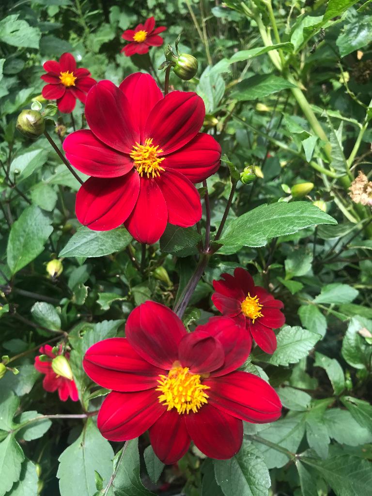 Biologische dahlia knollen Mexican Star, Ophalen, Voorjaar, Halfschaduw, Knol