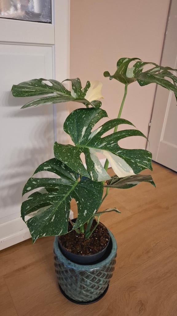 Monstera Thai Constellation, Huis en Inrichting, Kamerplanten, Ophalen, Halfschaduw, Minder dan 100 cm