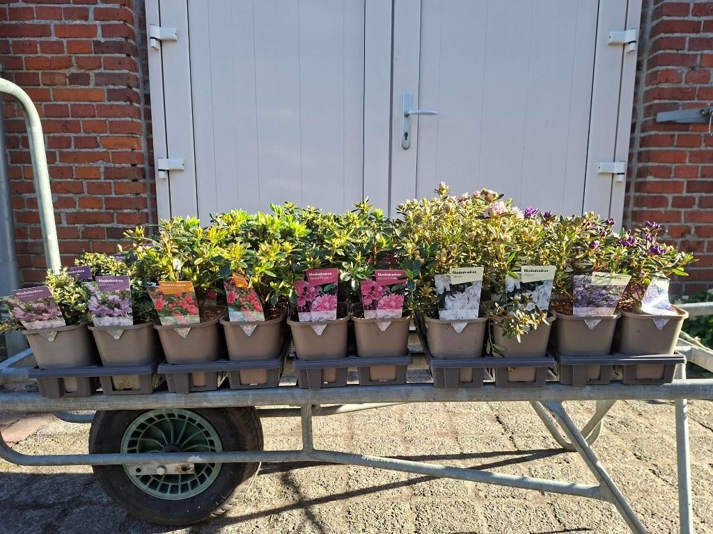 Diverse soorten Rhododendron (Dwergrhododendron) in pot!, Tuin en Terras, Planten | Tuinplanten, Vaste plant, Overige soorten
