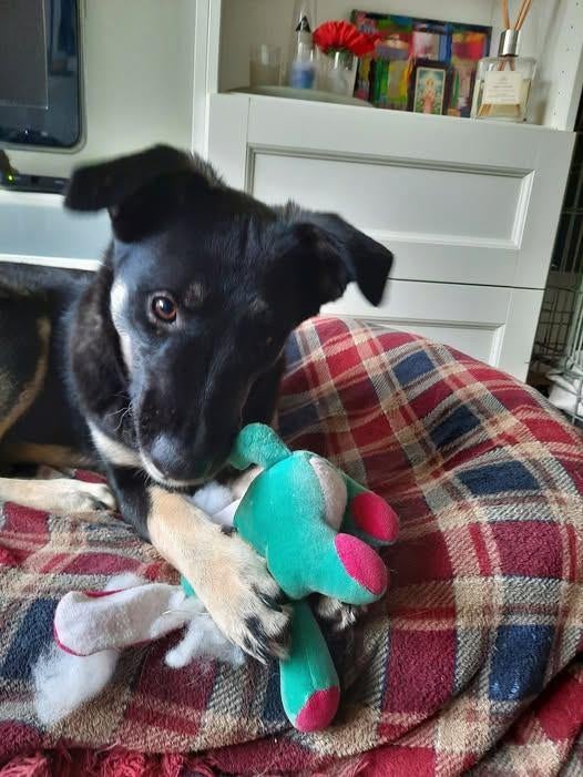 Prachtige, aanhankelijke pup Wanda, Particulier, 15 weken tot 1 jaar, Buitenland, Teef