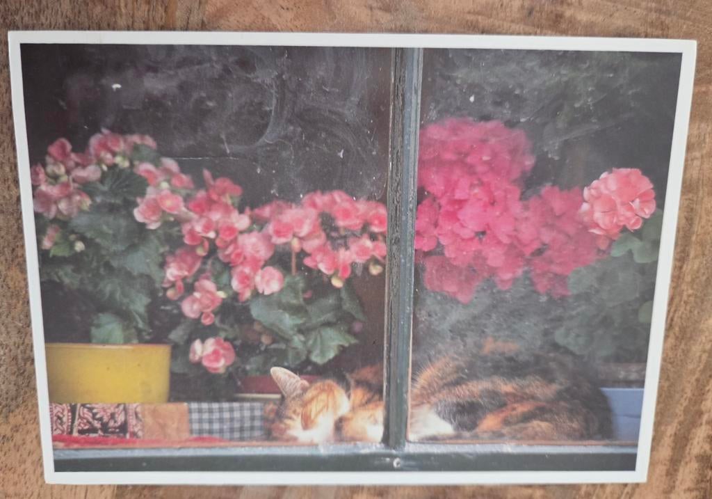 Lapjeskat slaapt bij het raam, Verzenden, Gelopen, Hond of Kat