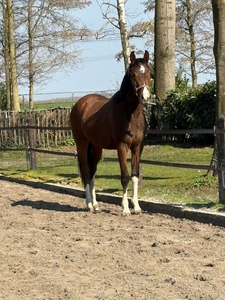 Ruin o’frederic x habanna 2 jr bruin en merrie 8 jr dressuur, Dieren en Toebehoren, Paarden, Ruin, Dressuurpaard, Ontwormd, 3 tot 6 jaar