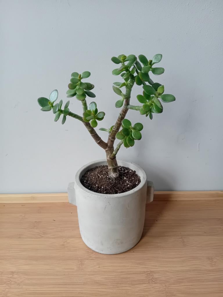 Bonsai crassula 30cm, Ophalen, Halfschaduw, In pot, Minder dan 100 cm