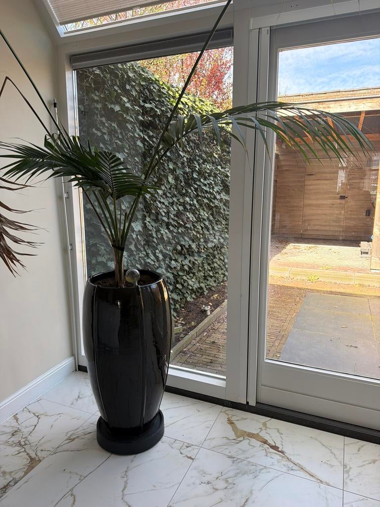 Grote kamerplant in zwarte pot, Ophalen, Palm, Halfschaduw, In pot