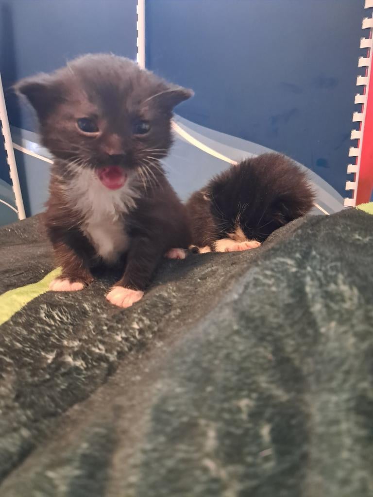 2 kittens te koop. Europese korthaar. Poesjes, Dieren en Toebehoren, Katten en Kittens | Overige Katten, Poes, Kortharig, 0 tot 2 jaar
