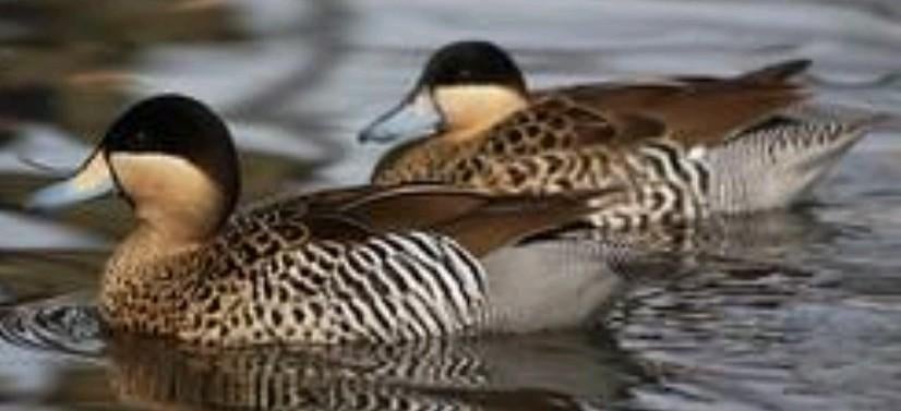 Eenden siereenden, Dieren en Toebehoren, Pluimvee, Meerdere dieren, Eend