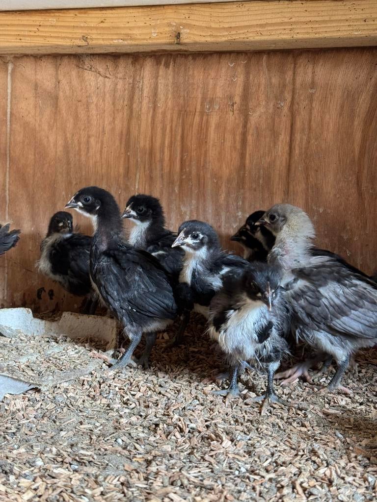 Australorp kuikens blauw en zwart (raszuiver), Dieren en Toebehoren, Pluimvee, Meerdere dieren, Kip