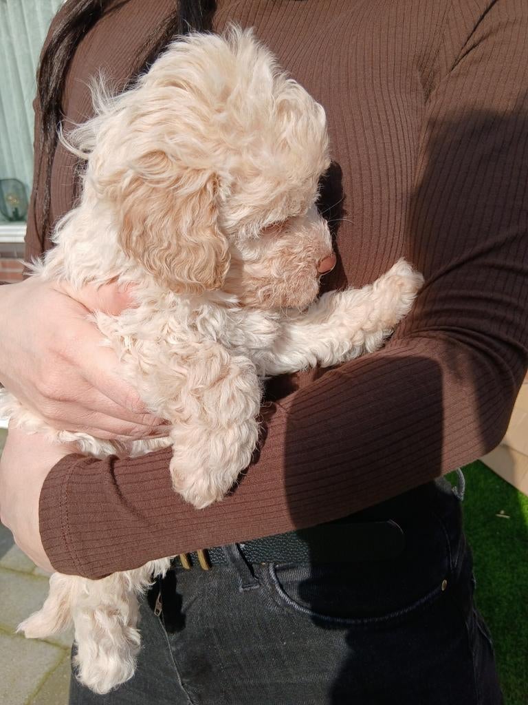 Exclusief nestje Lagotto Romagnolo pups (de witte)., Parvo, Overige rassen, 8 tot 15 weken, Meerdere