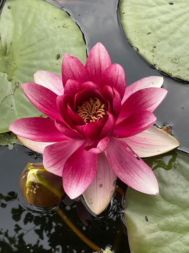 Roze waterlelie stekken - Nymphaea, Volle zon, Vaste plant, Ophalen of Verzenden, Zomer
