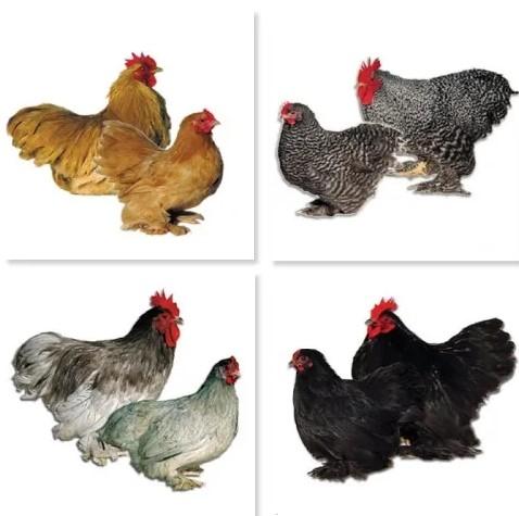 Cochin kriel hennen, Dieren en Toebehoren, Pluimvee, Vrouwelijk, Kip