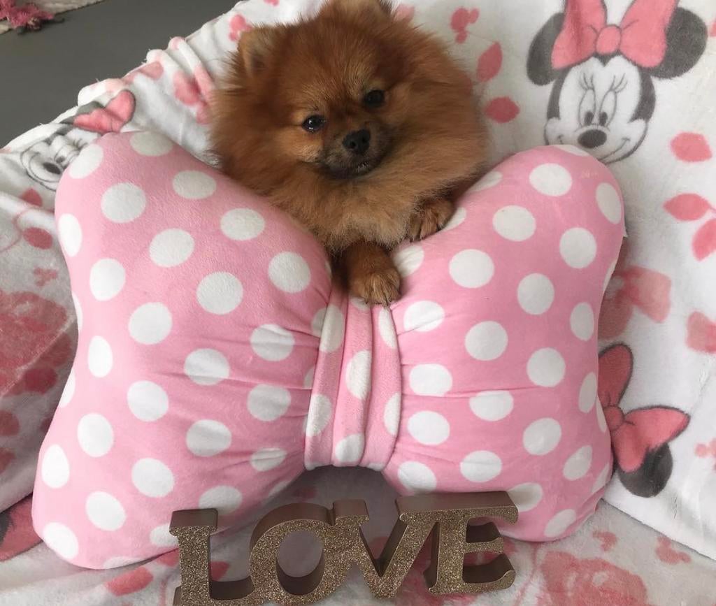 Pomeranian Dekreu *niet te koop*, Dieren en Toebehoren, Honden | Dekreuen, Reu, Parvo, Meerdere, 3 tot 5 jaar