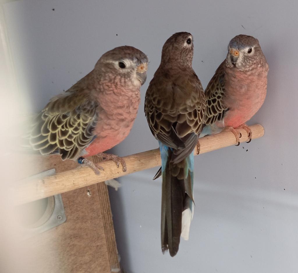 bourks, Dieren en Toebehoren, Mannelijk, Parkiet, Geringd