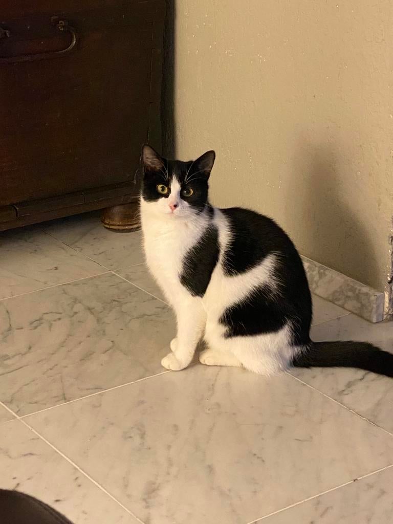 Gouden mand voor 5 kittens vanaf ongeveer maart Heteren!, Meerdere dieren, Kortharig, 0 tot 2 jaar