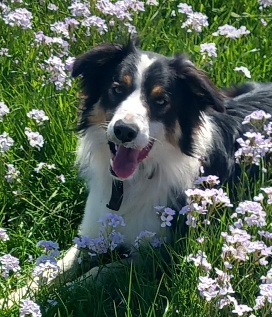 Bordercollie collie veedrijver Border Collie schaap, Dieren en Toebehoren, Honden | Dekreuen, Reu, Fokker | Hobbymatig, Eén hond