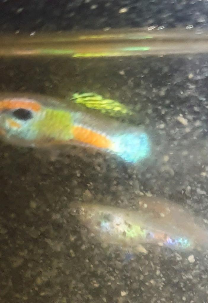 Endler guppies, Dieren en Toebehoren, Vis