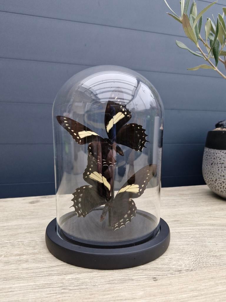 Opgezette vlinders, Ophalen of Verzenden