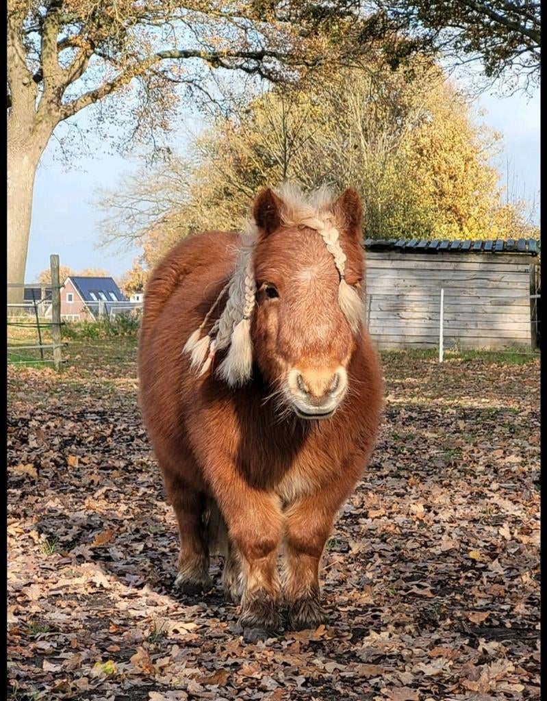 Verzorgpony aangeboden, Dieren en Toebehoren, Paarden en Pony's | Overige Paardenspullen, Nieuw, Overige soorten, Ophalen