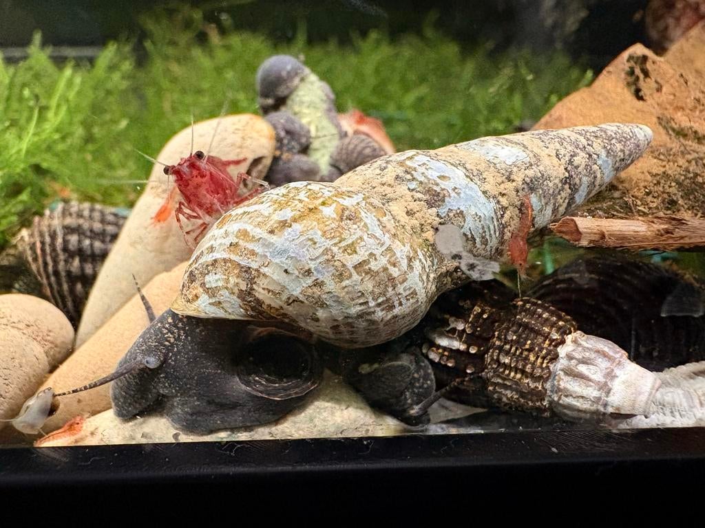 Tylomelania aquariumslakken, Dieren en Toebehoren, Ophalen of Verzenden, Nieuw, Overige typen