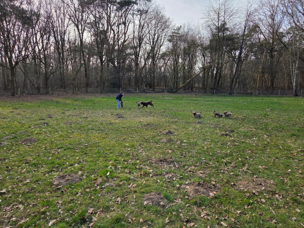 Honden opvang/oppas vakantie, Diensten en Vakmensen, Dieren | Honden | Verzorging, Oppas en Les, Pension of Dagopvang