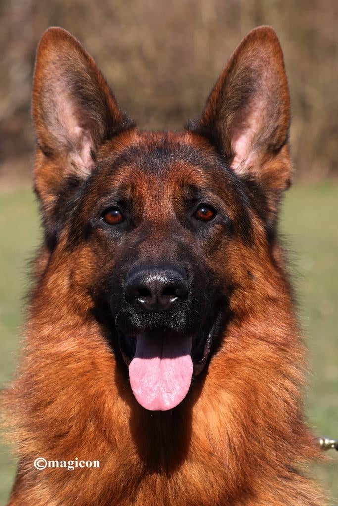 Duitse herder dekreu HD ED vrij IGP2 kkl, Dieren en Toebehoren, Honden | Herdershonden en Veedrijvers, Reu, Herder, Fokker | Hobbymatig