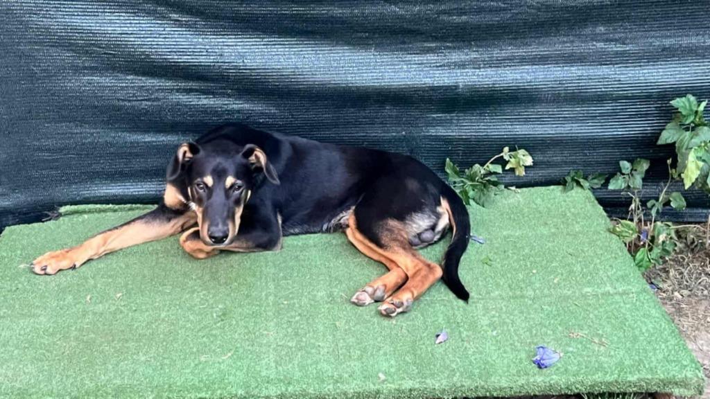 Help Pets Adoptie Alabay en andere Honden uit Bosnie, Particulier, 15 weken tot 1 jaar, Reu, Buitenland