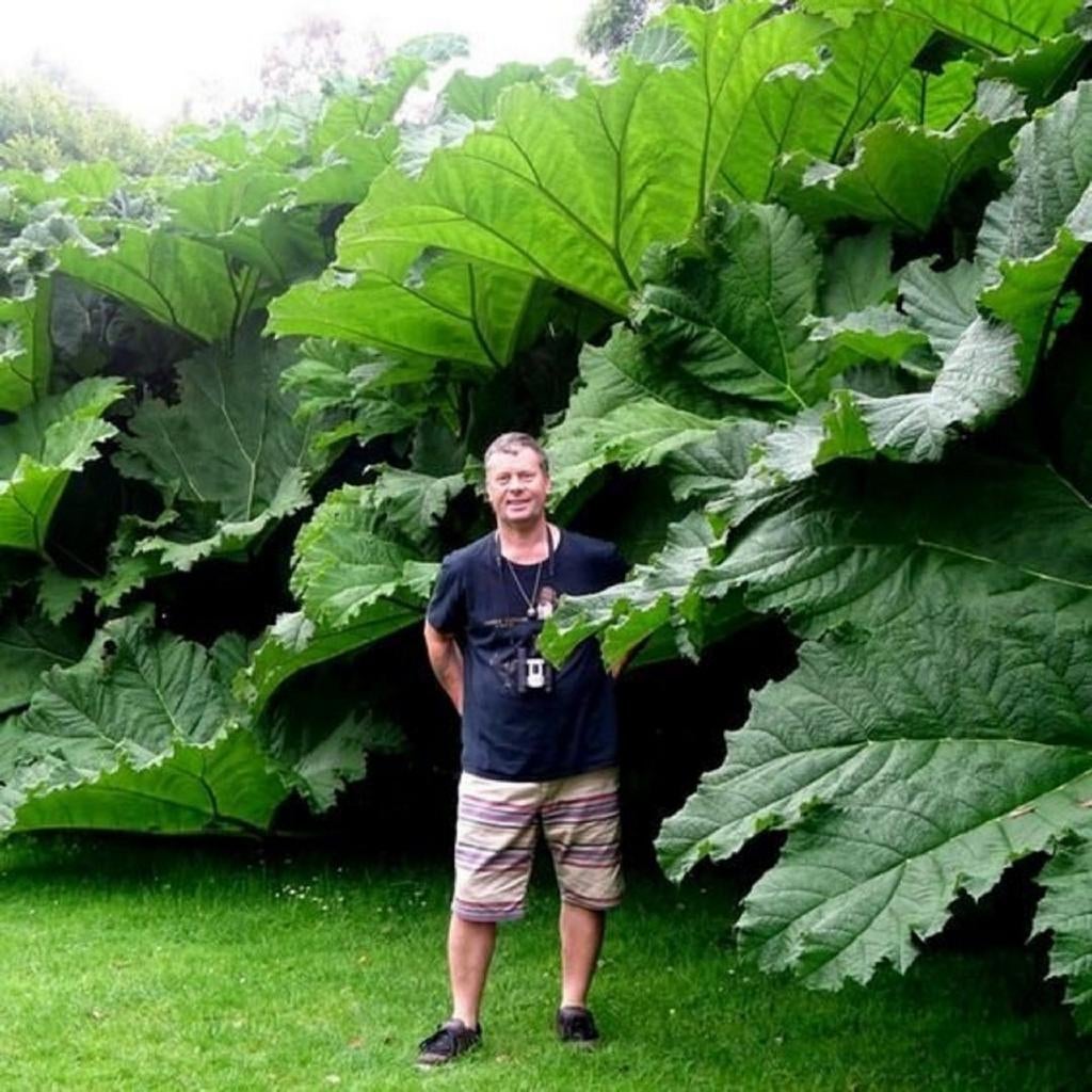 Gunnera manicata - Mammoetblad, Ophalen of Verzenden, Overige soorten, Halfschaduw
