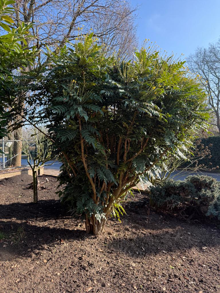 Mahonia media Charity 250cm te koop, Ophalen, Winter, Volle zon, Overige soorten