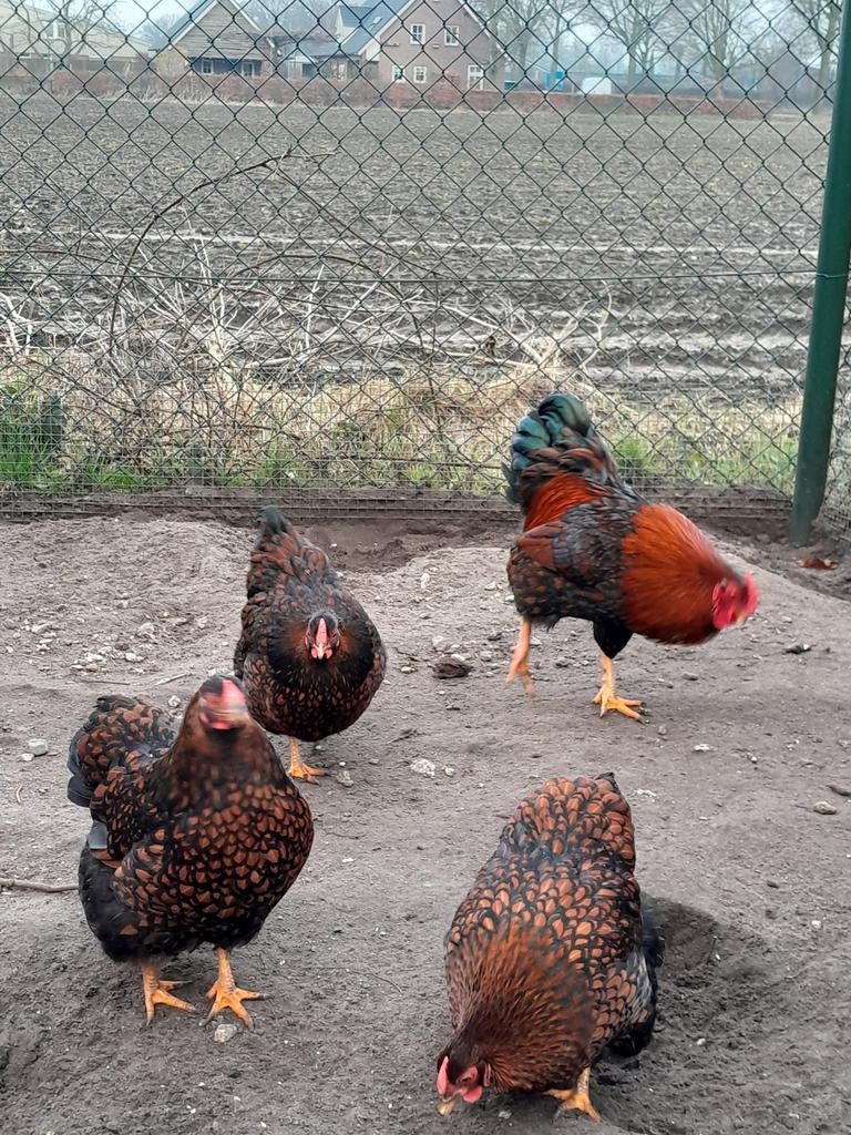 Broedeieren Wyandotte kriel bruin zwart gezoomd, Dieren en Toebehoren, Pluimvee, Geslacht onbekend, Kip